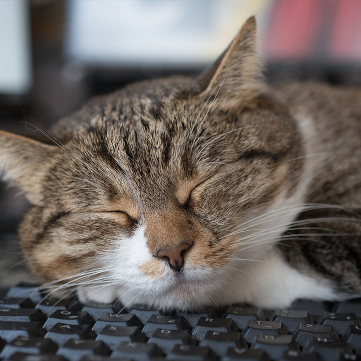 cat keyboard